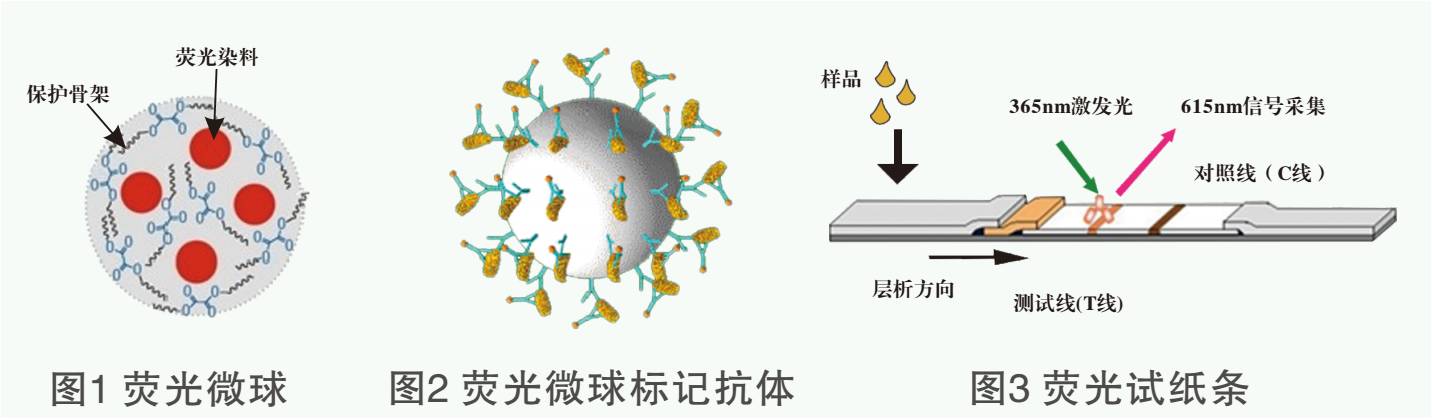 黃曲霉毒素B1熒光定量檢測試紙條原理圖