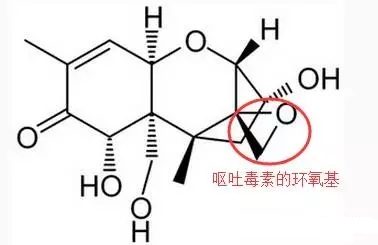 嘔吐毒素的毒性結構