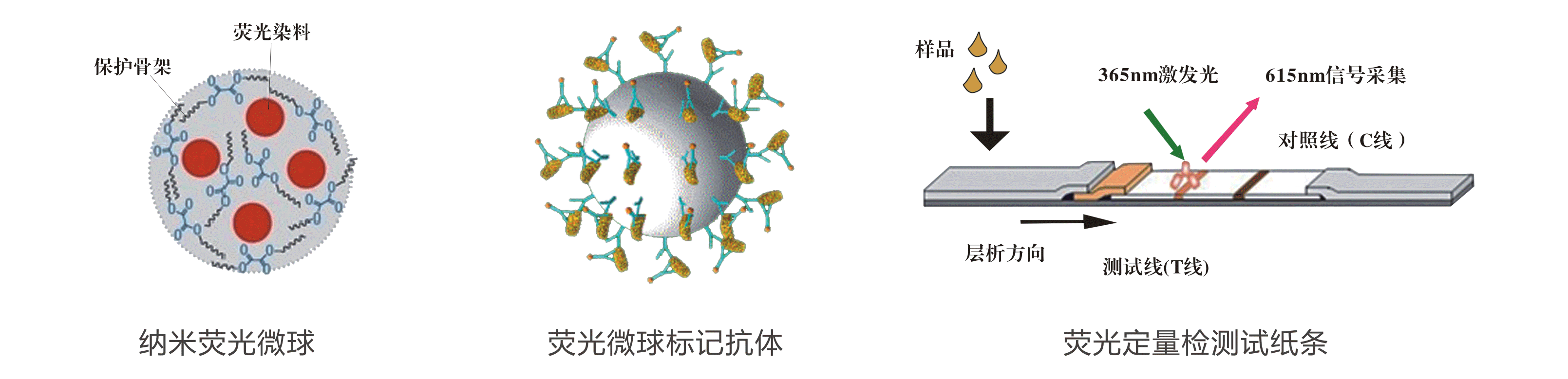 嘔吐毒素熒光定量快速檢測試紙條