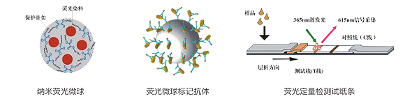 上海飛測生物藥材中黃曲霉毒素B1快速定量檢測方案--8min準確定量