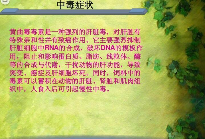 六、黃曲霉毒素對(duì)人和動(dòng)物有哪些危害？