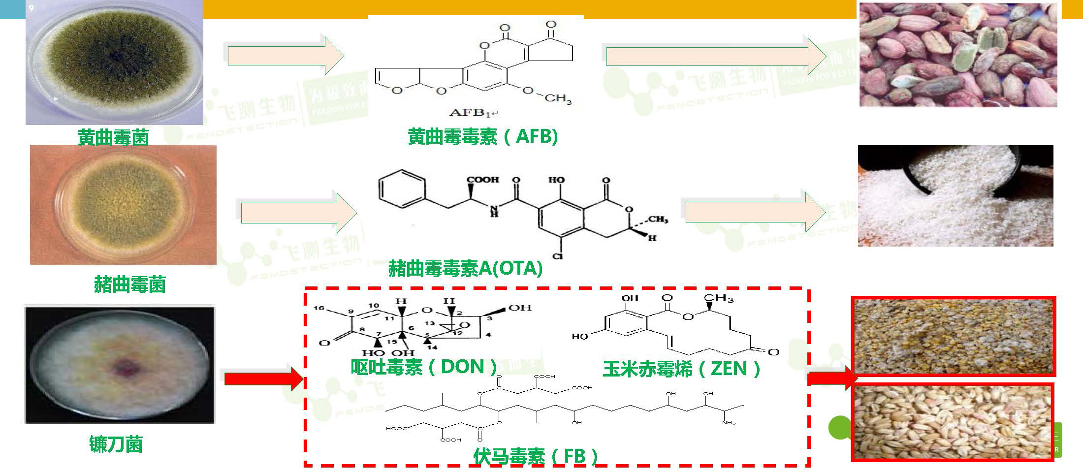 糧食中主要產毒霉菌及其真菌毒素