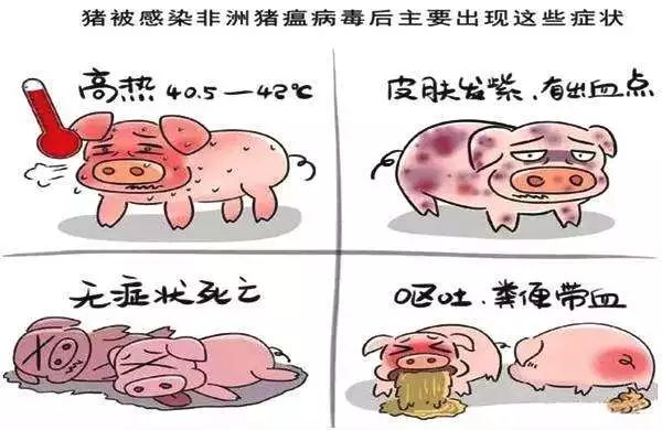 非洲豬瘟