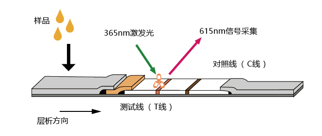 熒光試紙條