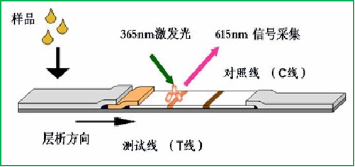 熒光定量檢測法