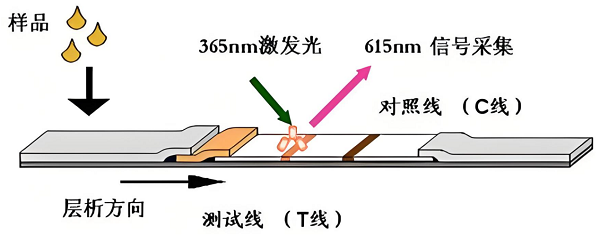 真菌毒素檢測