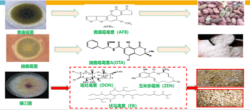 真菌毒素監管